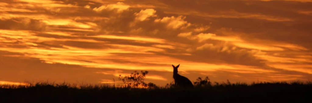 Straddie's Native Wildlife