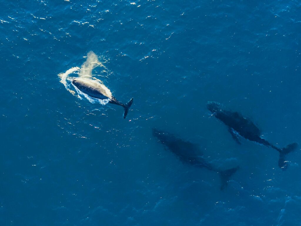 Whale Watching on Redlands Coast North Stradbroke Island