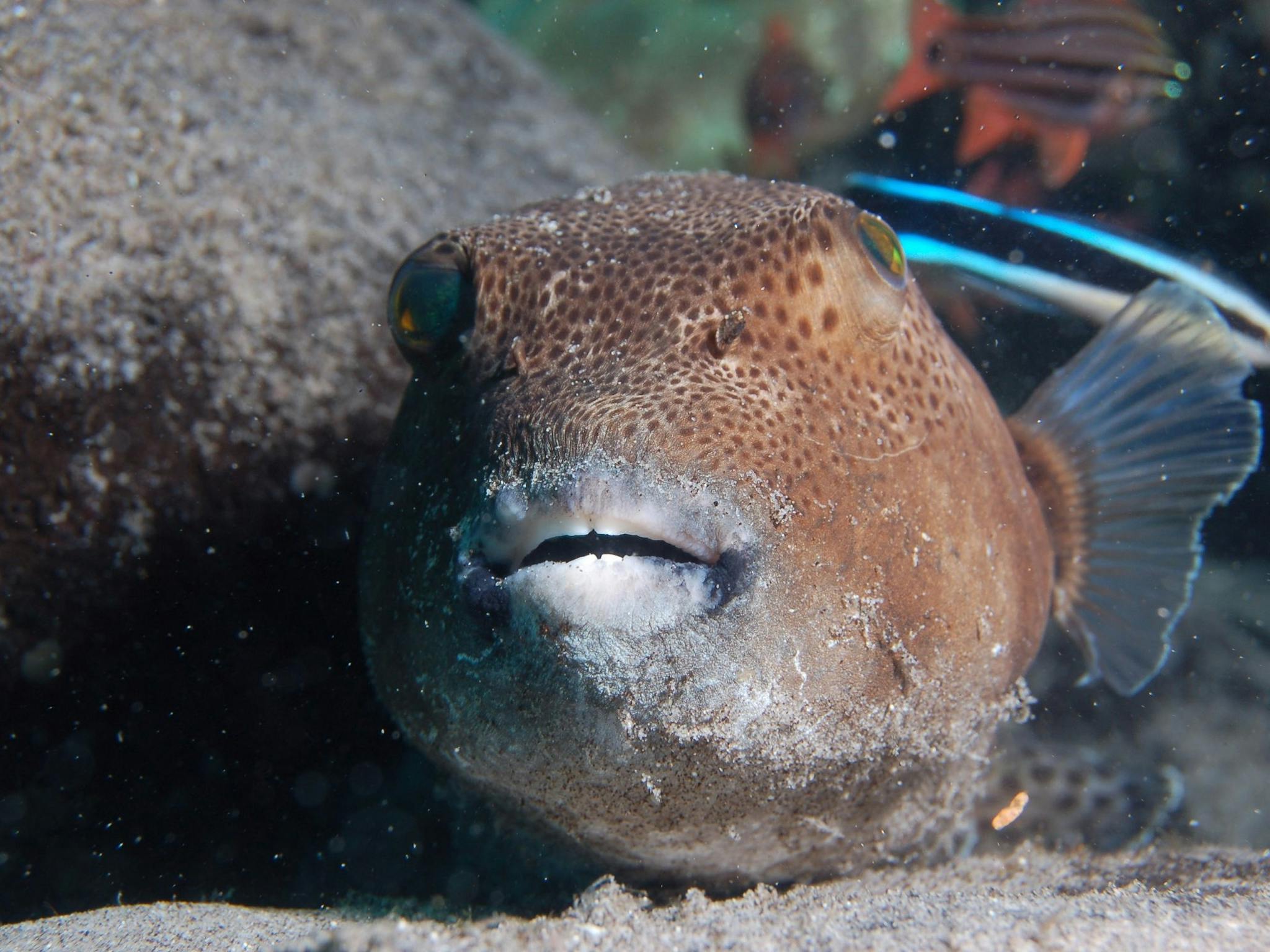 Amity Point Dive Site | North Stradbroke Island
